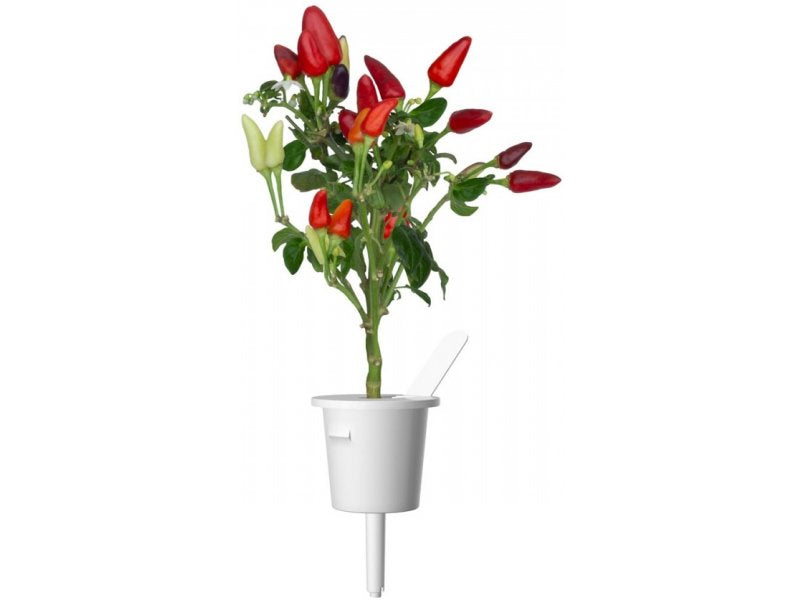 Click Grow Chili Pepper 3 pack