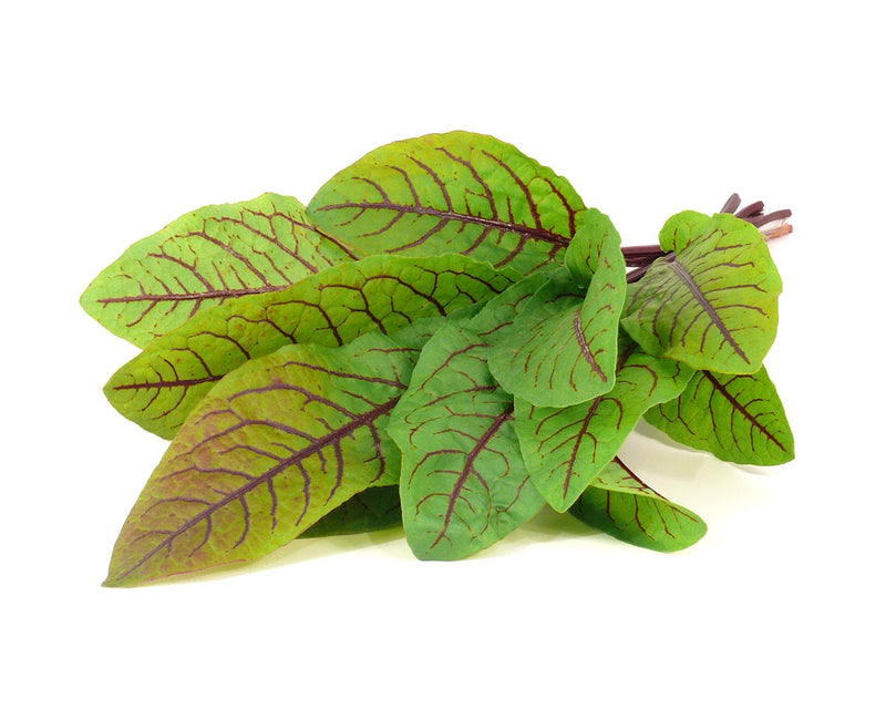 Click and Grow - Bloody Sorrel - 3 Packs