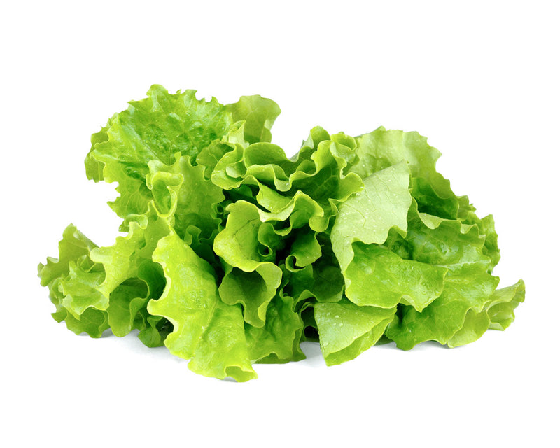 Click and Grow - Green Lettuce Plant Pods - 3 packs