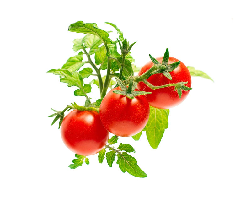 Click & Grow - Mini Tomato Plant Pods - 3 pack