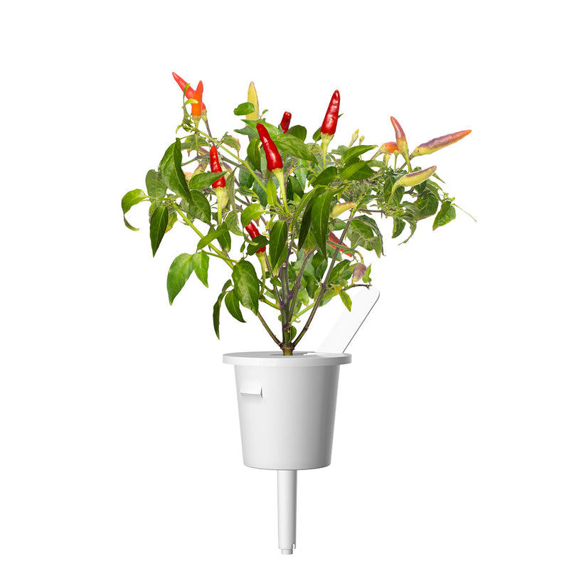 Click and Grow - Red Hot Chili Pepper Plant Pods - 3 Pack