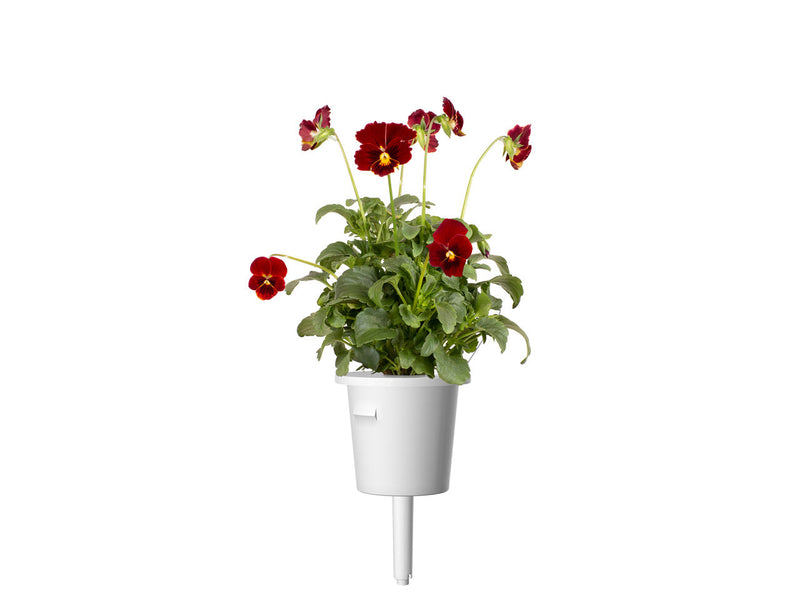 Click and Grow - Red Pansy Plant Pods - 3 Pack
