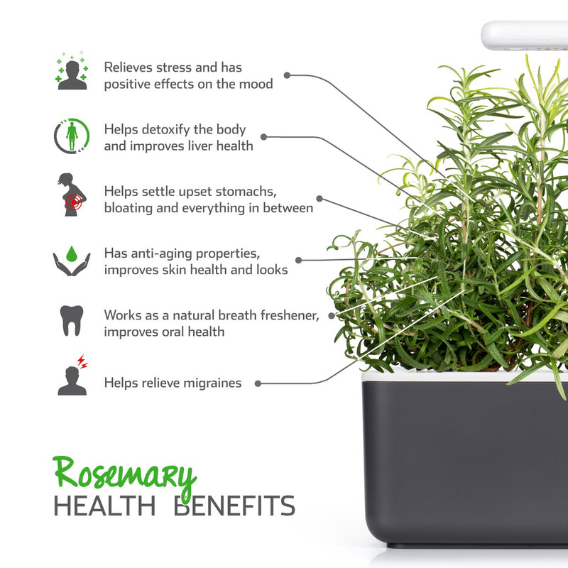 Click & Grow - Smart Garden refill Rosemary - 3 packs