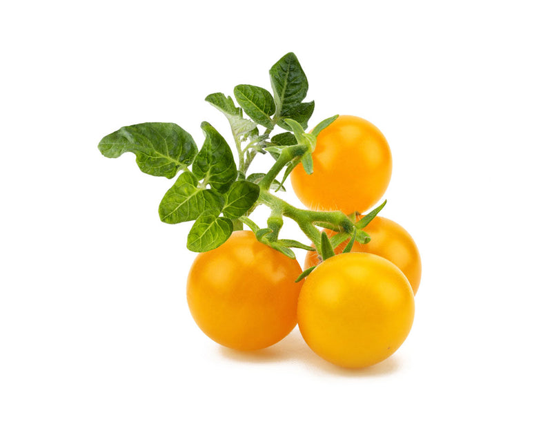 Click and Grow - Yellow Mini Tomato Plant Pods - 3 Pack